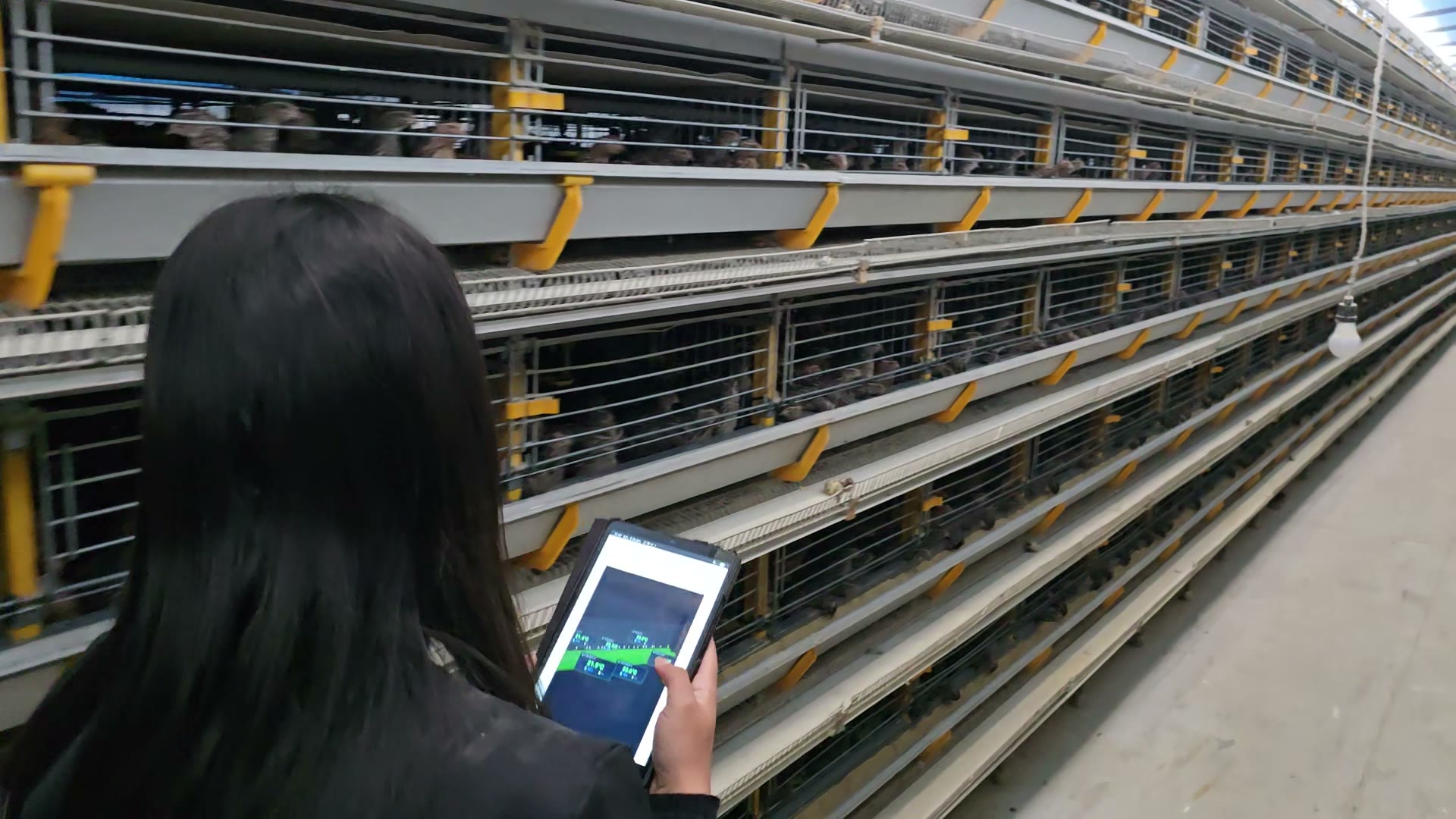 Produtor na granja conferindo o painel da uzur.ai num tablet, com as gaiolas de codorna ao fundo.